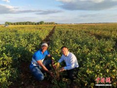 吉林大豆技术出海赞比亚 盐碱地成果助力中非农业合作
